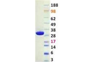 Validation with Western Blot (PAK4 Protein (Transcript Variant 1))