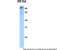 Western Blotting (WB) image for anti-Regulatory Factor X 4 (RFX4) (N-Term) antibody (ABIN2778605) (RFX4 抗体  (N-Term))