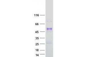 Western Blotting (WB) image for Procollagen C-Endopeptidase Enhancer (PCOLCE) protein (Myc-DYKDDDDK Tag) (ABIN2728444)