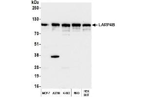 Western Blotting (WB) image for anti-La Ribonucleoprotein Domain Family, Member 4B (LARP4B) (AA 600-650) antibody (ABIN7450405)