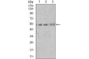 Western blot analysis using SPIB mouse mAb against A549 (1), PC-3 (2), and NIH3T3 (3) cell lysate.