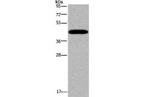 Western blot analysis of Mouse lung tissue, using KCNK13 Polyclonal Antibody at dilution of 1:200 (KCNK13 抗体)