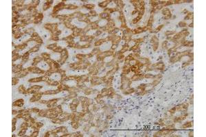 Image no. 3 for anti-Ubiquitin-Conjugating Enzyme E2G 2 (UBE2G2) (AA 1-88) antibody (ABIN598999) (UBE2G2 抗体  (AA 1-88))