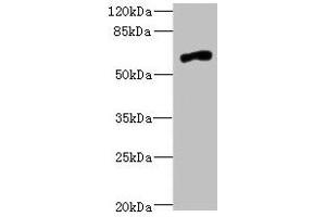 Western blot All lanes: NRXN3 antibody at 2. (Neurexin 3 抗体  (AA 1584-1643))