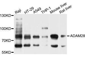 Western blot analysis of extracts of various cell lines, using ADAM28 antibody. (ADAM28 抗体)