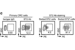 IL-33/ST2 upregulates COX2 expression through NF-κB signaling. (IL1RL1 抗体  (AA 11-110))