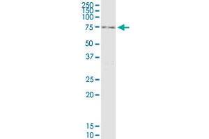 RNF12 monoclonal antibody (M01), clone 1G10. (RLIM 抗体  (AA 1-83))