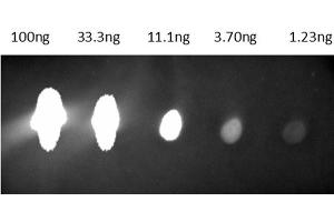 Dot Blot of Anti-Mouse IgG Antibody CY 5. (山羊 anti-小鼠 IgG Antibody (Cy5.5) - Preadsorbed)