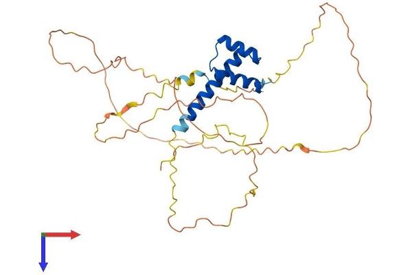 NKX3-2 Protein (AA 1-333) (His tag)