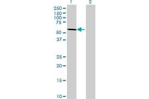 Western Blot analysis of WDR37 expression in transfected 293T cell line by WDR37 MaxPab polyclonal antibody. (WDR37 抗体  (AA 1-494))