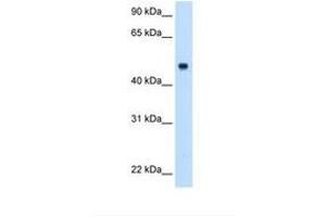 Image no. 2 for anti-Complement Component 8, beta Polypeptide (C8B) (AA 321-370) antibody (ABIN6738114) (C8B 抗体  (AA 321-370))