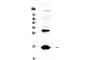 Western Blotting (WB) image for anti-Hemoglobin, delta (HBd) (AA 2-147) antibody (ABIN5518999)