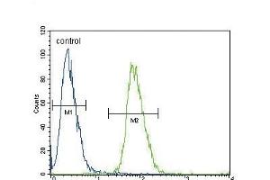 ADH4 Antibody (C-term) (ABIN654087 and ABIN2843975) flow cytometric analysis of 293 cells (right histogram) compared to a negative control cell (left histogram). (ADH4 抗体  (C-Term))