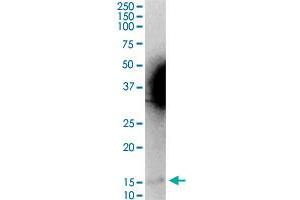 MGST2 MaxPab rabbit polyclonal antibody. (MGST2 抗体  (AA 1-147))