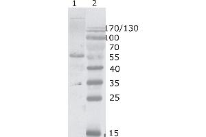 Western Blot testing of HIV-1 p24 antibody, clone 2N34. (HIV-1 p24 抗体  (AA 74-84))