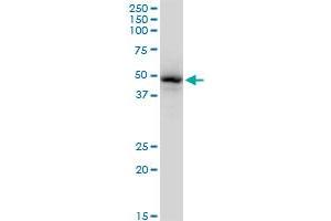 Western Blotting (WB) image for anti-GATA Binding Protein 1 (Globin Transcription Factor 1) (GATA1) (AA 123-199) antibody (ABIN515943)