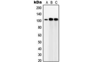 Western blot analysis of GPC5 expression in Jurkat (A), IMR32 (B), HeLa (C) whole cell lysates. (GPC5 抗体  (Center))