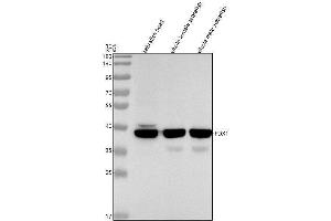 Western blot analysis of PDX1 using anti-PDX1 antibody (AZQ6DC85).