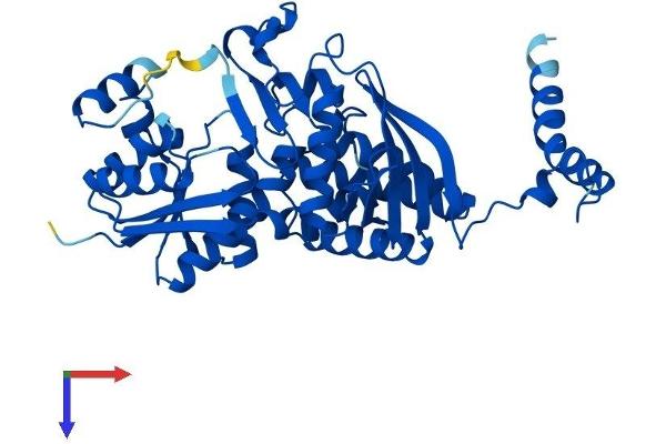 ASS1 Protein (AA 1-412) (His tag)