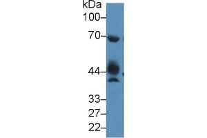 Rabbit Capture antibody from the kit in WB with Positive Control: Mouse testis lysate. (NAGA ELISA 试剂盒)