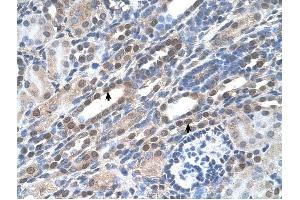 NOLC1 antibody was used for immunohistochemistry at a concentration of 4-8 ug/ml to stain Epithelial cells of renal tubule (arrows) in Human Kidney. (NOLC1 抗体  (C-Term))