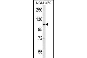 Western blot analysis in NCI-H460 cell line lysates (35ug/lane). (SCYL2 抗体  (AA 585-613))