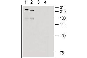Western blot analysis of rat dorsal root ganglion lysate (lanes 1 and 3) and mouse lung lysate (lanes 2 and 4): - 1, 2. (PIEZO2 抗体  (AA 1092-1104))