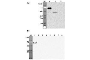 Western blot analysis of human Pref-1using anti-DLK1 (human), mAb  (PF299-1)  at 1: 2,000 dilution. (DLK1 抗体  (Extracellular Domain))