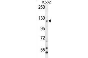 Western Blotting (WB) image for anti-Protocadherin gamma Subfamily A, 8 (PCDHGA8) antibody (ABIN2996490) (PCDHGA8 抗体)