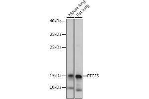 Western blot analysis of extracts of various cell lines, using PTGES antibody (ABIN7269573) at 1:1000 dilution. (Prostaglandin E Synthase 抗体)