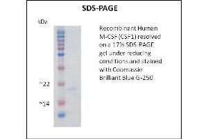 SDS-PAGE (SDS) image for Colony Stimulating Factor 1 (Macrophage) (CSF1) (Active) protein (ABIN5509370) (M-CSF/CSF1 蛋白)