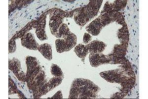 Image no. 1 for anti-Family with Sequence Similarity 164, Member A (FAM164A) antibody (ABIN1498198) (FAM164A 抗体)