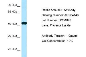 Western Blotting (WB) image for anti-Rab Interacting Lysosomal Protein (RILP) (C-Term) antibody (ABIN2789747)