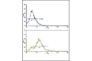 Flow Cytometry (FACS) image for anti-Activin A Receptor, Type IB (ACVR1B) (AA 134-164) antibody (ABIN392232)
