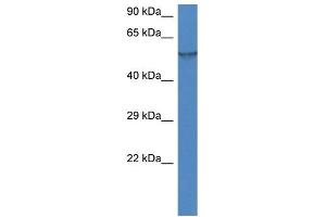 WB Suggested Anti-Fmo1 Antibody   Titration: 1. (FMO1 抗体  (N-Term))