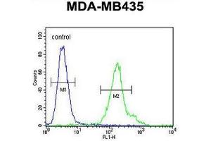 CU002 Antibody (C-term) flow cytometric analysis of MDA-MB435 cells (right histogram) compared to a negative control cell (left histogram). (C21orf2 抗体  (C-Term))