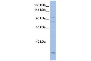 Western Blotting (WB) image for anti-Potassium Voltage-Gated Channel, KQT-Like Subfamily, Member 5 (KCNQ5) (Middle Region) antibody (ABIN633753)