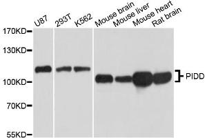 Western blot analysis of extracts of various cell lines, using PIDD antibody (ABIN5995501) at 1/1000 dilution. (PIDD 抗体)