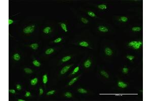 Immunofluorescence of purified MaxPab antibody to ARL6IP4 on HeLa cell. (ARL6IP4 抗体  (AA 1-360))