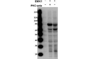 Western Blot of Rabbit anti-MARK2pT595 antibody. (MARK2 抗体  (pThr595))