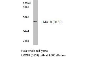 Western blot (WB) analysis of LMX1B antibody  in extracts from hela cells. (LMX1B 抗体)