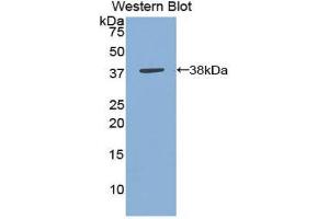 Western Blotting (WB) image for anti-Annexin A5 (ANXA5) (AA 1-321) antibody (ABIN1172673) (Annexin V 抗体  (AA 1-321))