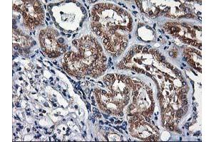 Image no. 3 for anti-Heme Oxygenase (Decycling) 2 (HMOX2) antibody (ABIN1498691) (HMOX2 抗体)