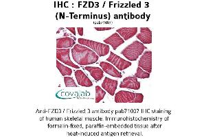 Image no. 1 for anti-Frizzled Family Receptor 3 (FZD3) (Extracellular Domain), (N-Term) antibody (ABIN1734499) (FZD3 抗体  (Extracellular Domain, N-Term))