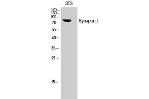 Western Blotting (WB) image for anti-Synapsin I (SYN1) (Tyr1361) antibody (ABIN3187120) (SYN1 抗体  (Tyr1361))