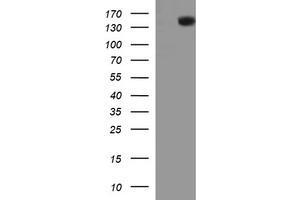Image no. 1 for anti-Protein tyrosine Phosphatase, Receptor Type, C (PTPRC) antibody (ABIN1497330) (CD45 抗体)