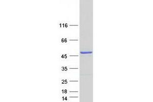 Western Blotting (WB) image for Ataxin 10 (ATXN10) (Transcript Variant 2) protein (Myc-DYKDDDDK Tag) (ABIN2715015)