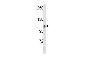 Western blot analysis of HSL Antibody (C-term) (ABIN652695 and ABIN2842463) in Hela cell line lysates (35 μg/lane). (HSPA4L 抗体  (C-Term))