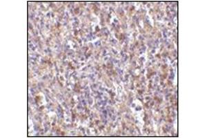 Immunohistochemistry of ORAI1 in human spleen tissue with this product at 10 μg/ml. (ORAI1 抗体  (N-Term))