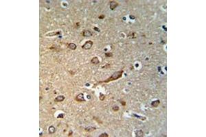 Immunohistochemistry analysis in human brain tissue (formalin-fixed, paraffin-embedded) using GPR180/ITR Antibody , followed by peroxidase conjugation of the secondary antibody and DAB staining. (GPR180 抗体  (Middle Region))